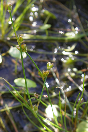 Juncus bulbosus \ Zwiebel-Binse / Bulbous Rush, F Bitche 28.7.2009
