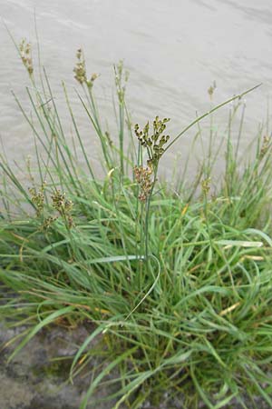 Juncus compressus \ Zusammengedrckte Binse / Round-Fruited Rush, F Elsass/Alsace, Blodelsheim 9.6.2010
