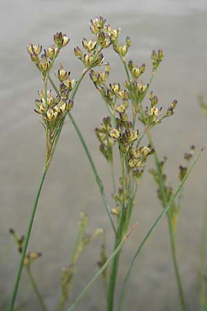 Juncus compressus \ Zusammengedrckte Binse / Round-Fruited Rush, F Elsass/Alsace, Blodelsheim 9.6.2010
