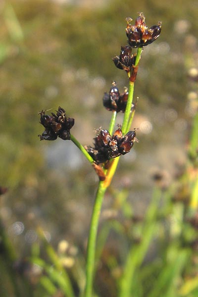 Juncus articulatus \ Glieder-Binse, Glanzfrchtige Binse / Jointlead Rush, F Pyrenäen/Pyrenees, Gourette 25.8.2011