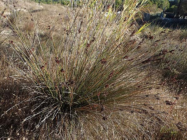 Juncus acutus \ Stechende Binse / Spiny Rush, F Martigues 8.10.2021