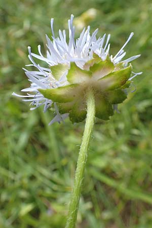 Jasione montana \ Berg-Sandglckchen, Schaf-Rapunzel / Sheep's Bit, F Pyrenäen/Pyrenees, Col de Mantet 28.7.2018