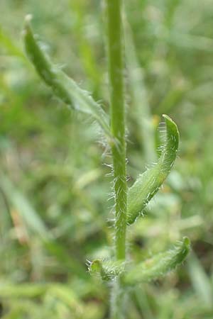 Jasione montana \ Berg-Sandglckchen, Schaf-Rapunzel / Sheep's Bit, F Pyrenäen/Pyrenees, Col de Mantet 28.7.2018