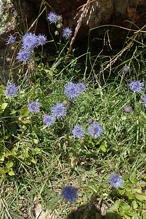 Jasione montana \ Berg-Sandglckchen, Schaf-Rapunzel / Sheep's Bit, F Pyrenäen/Pyrenees, Col de Mantet 28.7.2018