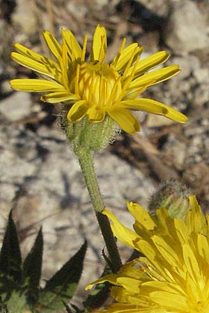 Crepis foetida \ Stink-Pippau / Stinking Hawk's-Beard, F St. Martin-de-Crau 9.6.2006