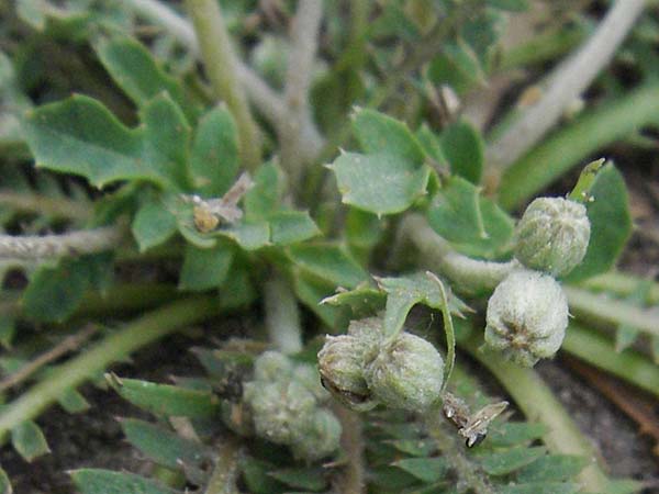 Crepis bursifolia \ T&auml;schelkrautbl&auml;ttriger Pippau, Italienischer Pippau / Italian Hawk's-Beard, F Camargue 13.5.2007