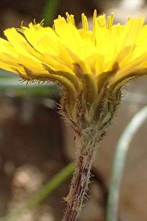 Crepis sancta \ Hasensalat / Holy's Hawk's-Beard, F Manosque 16.3.2024