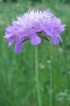 Knautia arvensis \ Acker-Witwenblume / Field Scabious, F Causse du Larzac 7.6.2006