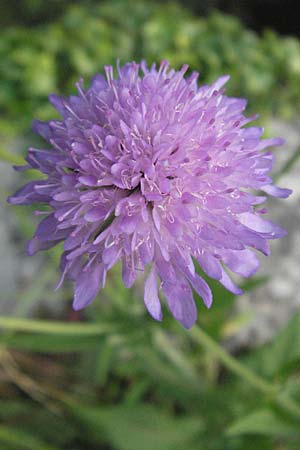 Knautia arvensis \ Acker-Witwenblume / Field Scabious, F Causse du Larzac 7.6.2006