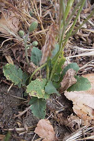 Crepis bursifolia \ T&auml;schelkrautbl&auml;ttriger Pippau, Italienischer Pippau / Italian Hawk's-Beard, F S&egrave;te 5.6.2009