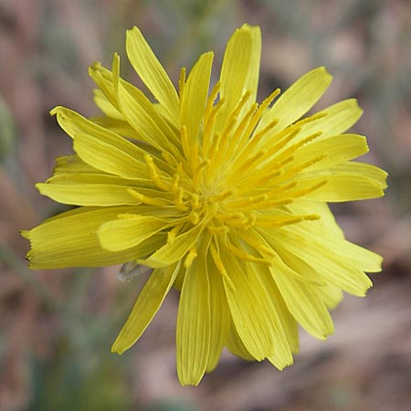 Crepis bursifolia \ T&auml;schelkrautbl&auml;ttriger Pippau, Italienischer Pippau / Italian Hawk's-Beard, F S&egrave;te 5.6.2009