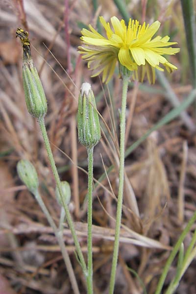 Crepis bursifolia \ T&auml;schelkrautbl&auml;ttriger Pippau, Italienischer Pippau / Italian Hawk's-Beard, F S&egrave;te 5.6.2009