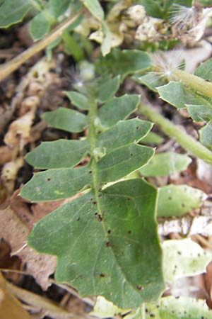 Crepis bursifolia \ T&auml;schelkrautbl&auml;ttriger Pippau, Italienischer Pippau / Italian Hawk's-Beard, F S&egrave;te 5.6.2009