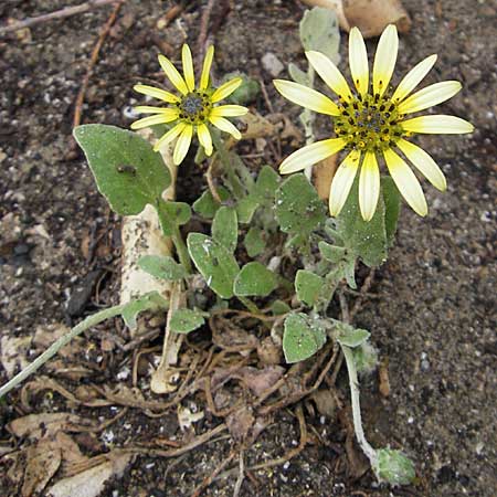 Arctotheca calendula \ Kap-Lwenzahn / Cape Weed, Cape Marigold, F Sète 6.6.2009