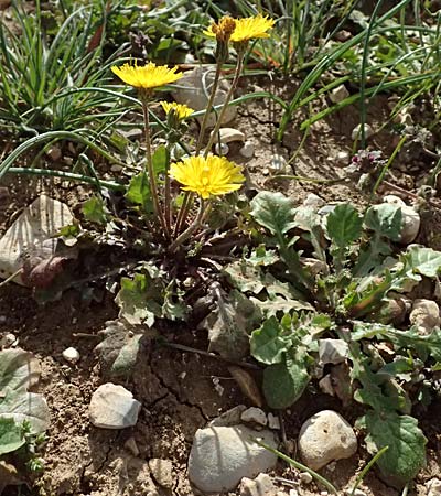 Crepis sancta \ Hasensalat / Holy's Hawk's-Beard, F Manosque 16.3.2024