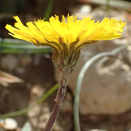Crepis sancta \ Hasensalat / Holy's Hawk's-Beard, F Manosque 16.3.2024