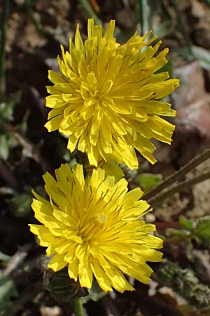 Crepis sancta \ Hasensalat / Holy's Hawk's-Beard, F Manosque 16.3.2024