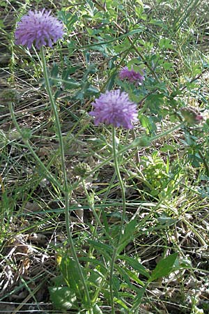 Knautia collina \ H&uuml;gel-Witwenblume, Purpur-Witwenblume / Purple Widow FlowerScabious, F Serres 10.6.2006