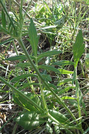 Knautia collina \ H&uuml;gel-Witwenblume, Purpur-Witwenblume / Purple Widow FlowerScabious, F Serres 10.6.2006