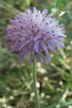 Knautia collina \ H&uuml;gel-Witwenblume, Purpur-Witwenblume / Purple Widow FlowerScabious, F Serres 10.6.2006
