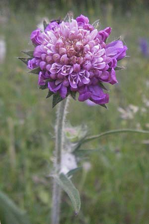 Knautia collina \ H&uuml;gel-Witwenblume, Purpur-Witwenblume / Purple Widow FlowerScabious, F Serres 10.6.2006