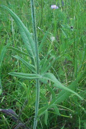 Knautia collina \ H&uuml;gel-Witwenblume, Purpur-Witwenblume / Purple Widow FlowerScabious, F Serres 10.6.2006