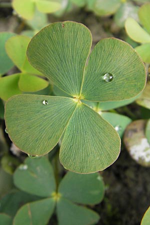Marsilea quadrifolia \ Klee-Farn / Four-Leaf Clover, Shamrock Plant, F Sundgau 6.10.2009
