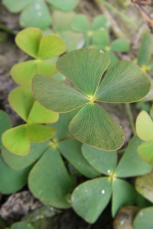 Marsilea quadrifolia \ Klee-Farn / Four-Leaf Clover, Shamrock Plant, F Sundgau 6.10.2009