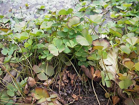 Marsilea quadrifolia \ Klee-Farn / Four-Leaf Clover, Shamrock Plant, F Sundgau 6.10.2009