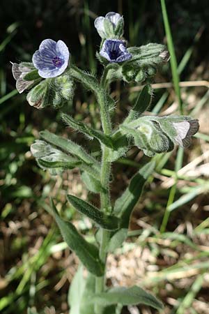 Cynoglossum creticum \ Kretische Hundszunge / Cretan Hound's-Tongue, F Camargue,  Mas-Thibert 2.5.2023