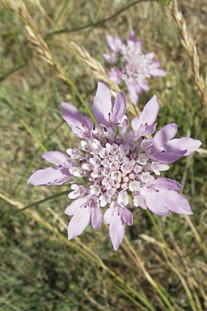 Knautia integrifolia \ Einj&auml;hrige Witwenblume / Whole-Leaved Scabious, F S.  Gilles 7.6.2006