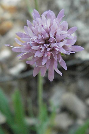 Knautia integrifolia \ Einj&auml;hrige Witwenblume / Whole-Leaved Scabious, F Roque d'Antheron 9.6.2006