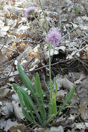 Knautia integrifolia \ Einj&auml;hrige Witwenblume / Whole-Leaved Scabious, F Roque d'Antheron 9.6.2006