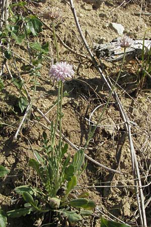 Knautia integrifolia \ Einj&auml;hrige Witwenblume / Whole-Leaved Scabious, F Roque d'Antheron 9.6.2006