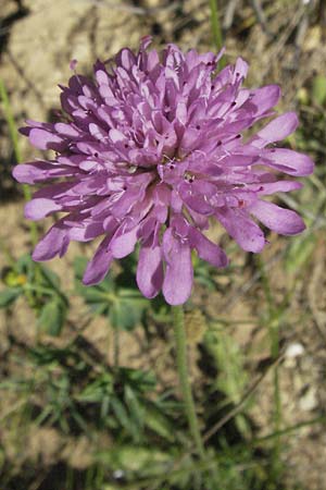 Knautia integrifolia \ Einj&auml;hrige Witwenblume / Whole-Leaved Scabious, F Roque d'Antheron 9.6.2006
