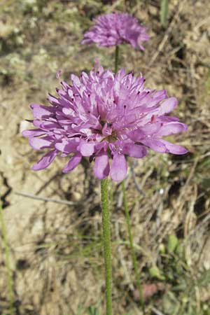 Knautia integrifolia \ Einj&auml;hrige Witwenblume / Whole-Leaved Scabious, F Roque d'Antheron 9.6.2006