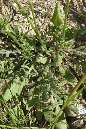 Knautia integrifolia \ Einj&auml;hrige Witwenblume / Whole-Leaved Scabious, F Roque d'Antheron 9.6.2006