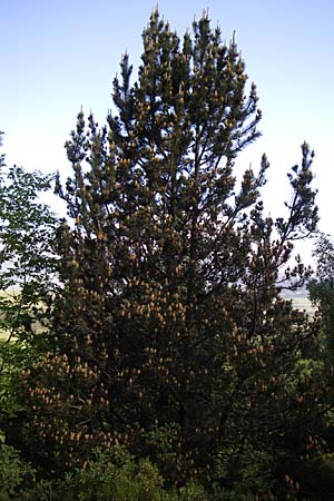 Pinus sylvestris \ Wald-Kiefer, Fhre / Scot's Pine, F Pyrenäen/Pyrenees, Eyne 25.6.2008