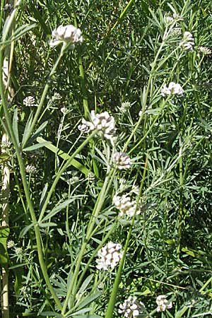 Lotus herbaceus \ Krautiger Backenklee, F S. Gilles 7.6.2006