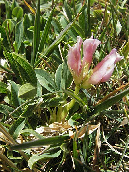 Trifolium alpinum \ Alpen-Klee / Alpine Clover, F Pyrenäen/Pyrenees, Eyne 9.8.2006