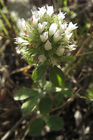 Trifolium cherleri \ Cherlers Klee / Cherler's Clover, Hairy Clover, F Maures,  Bois de Rouquan 12.5.2007