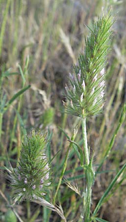Trifolium angustifolium \ Schmalbl�ttriger Klee / Narrow Clover, F Maures, Bois de Rouquan 12.5.2007