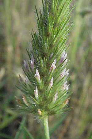 Trifolium angustifolium \ Schmalbl�ttriger Klee / Narrow Clover, F Maures, Bois de Rouquan 12.5.2007