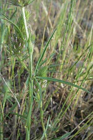 Trifolium angustifolium \ Schmalbl�ttriger Klee / Narrow Clover, F Maures, Bois de Rouquan 12.5.2007