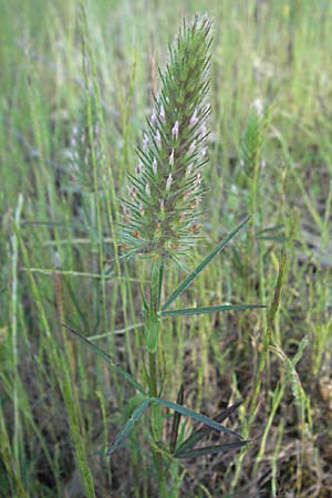 Trifolium angustifolium \ Schmalbl�ttriger Klee / Narrow Clover, F Maures, Bois de Rouquan 12.5.2007
