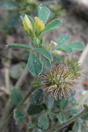 Medicago minima \ Zwerg-Schneckenklee / Burr Medick, F Camargue 13.5.2007
