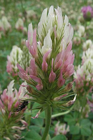 Trifolium incarnatum subsp. molinerii \ Molineris Inkarnat-Klee / Long-Headed Clover, F Corbières, Talairan 13.5.2007