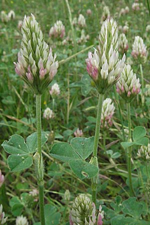 Trifolium incarnatum subsp. molinerii \ Molineris Inkarnat-Klee / Long-Headed Clover, F Corbières, Talairan 13.5.2007