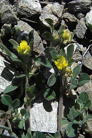 Medicago minima \ Zwerg-Schneckenklee / Burr Medick, F Pyrenäen/Pyrenees, Prades 14.5.2007