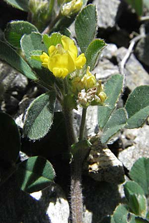 Medicago minima \ Zwerg-Schneckenklee / Burr Medick, F Pyrenäen/Pyrenees, Prades 14.5.2007